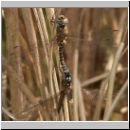 Aeshna mixta - Herbst-Mosaikjungfer 01.jpg